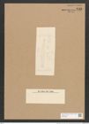 Nitzschia angularis W. Sm. (de-Toni-Nr.: Genus 47, Species 2086) Zeichnungen Sammlung Grunow Nr. 4133 (NHMW-BOT-W0372009)